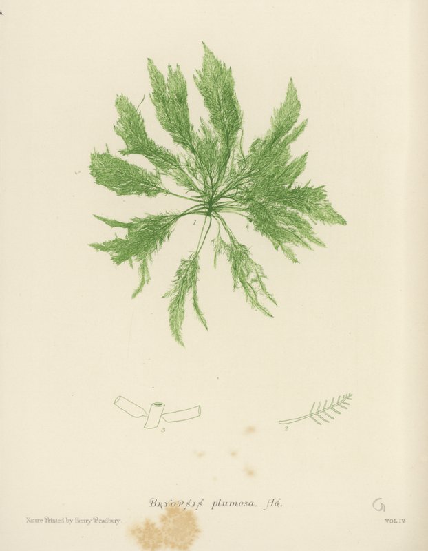 British Sea-Weed (luontopainettu) tekijältä English School