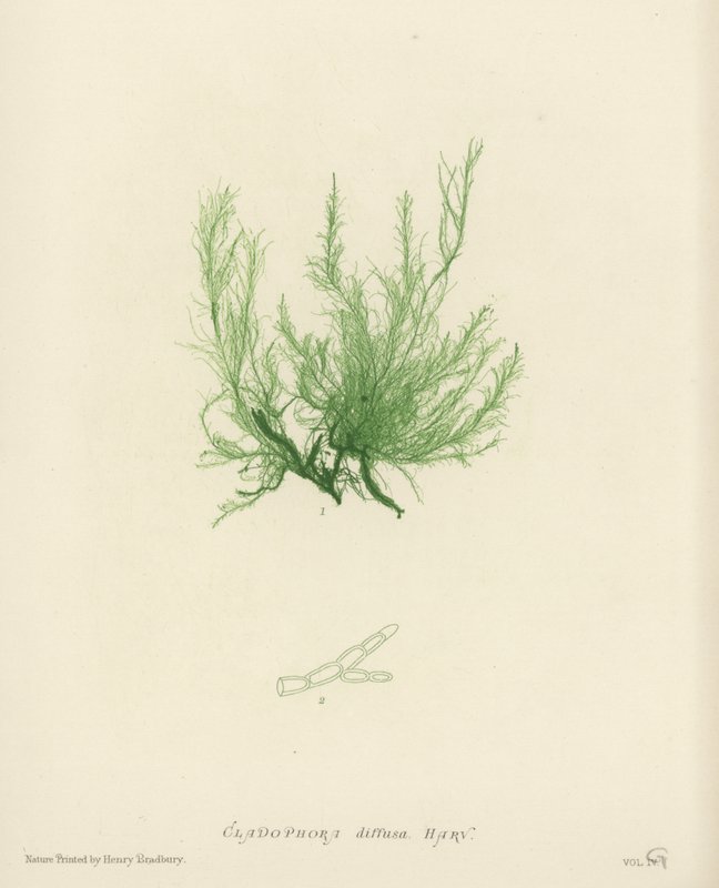 British Sea-Weed (luontopainettu) tekijältä English School