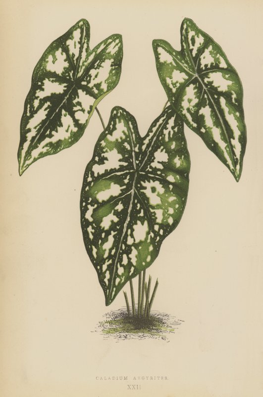 Caladium Argyrites tekijältä English School