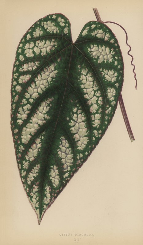 Cissus Discolor tekijältä English School