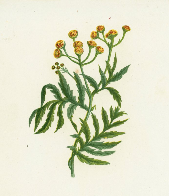 Harvinainen tansy, Tanacetum Vulgare tekijältä English School