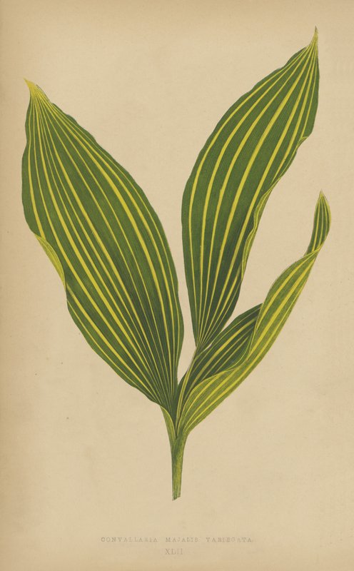 Convallaria majalis variegata tekijältä English School