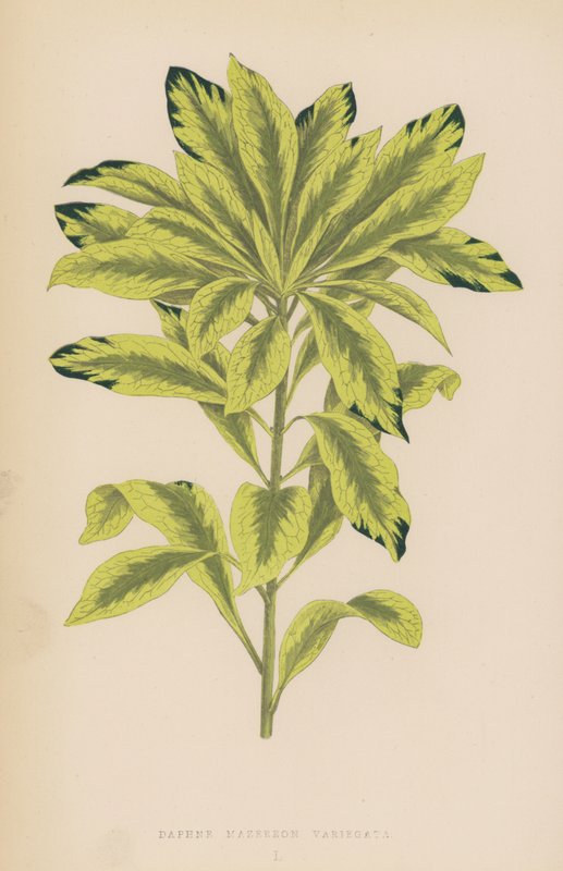 Daphne Mazereon Variegata tekijältä English School