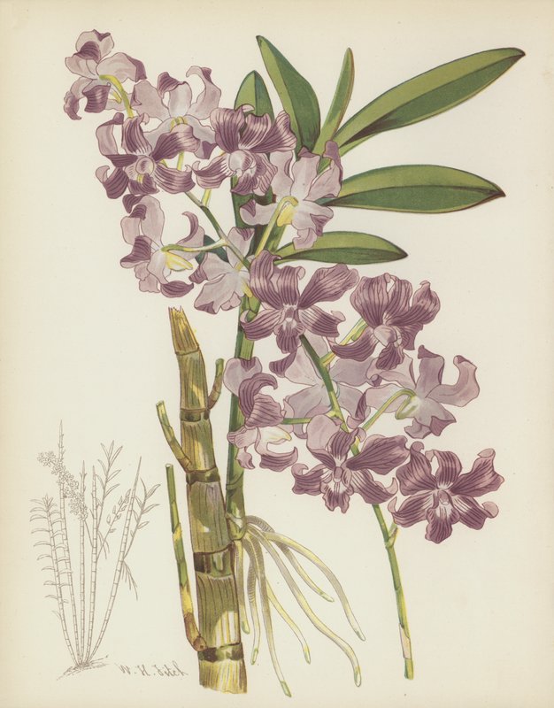 Dendrobium Superbiens tekijältä English School