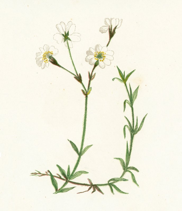Peltokastikka, Cerastium Arvense tekijältä English School