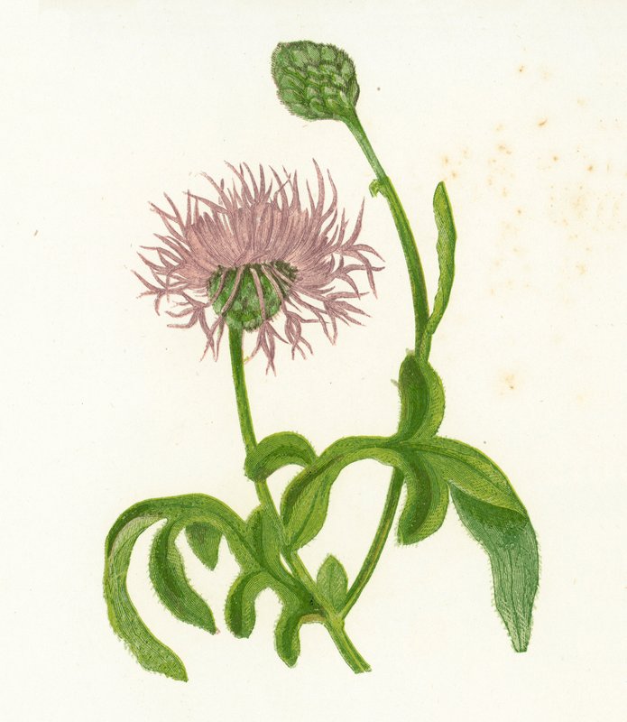 Knapweed, Centaurea Scabiosa tekijältä English School