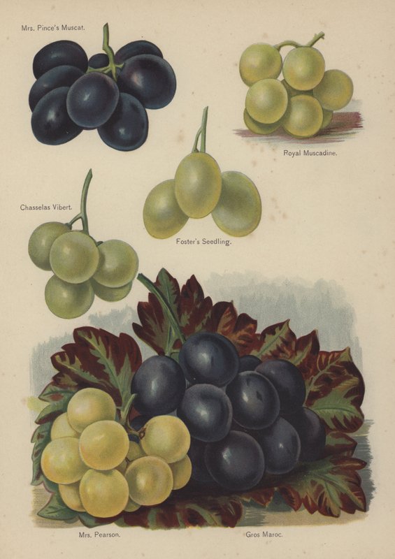 Rouva Pinces Muscat, Royal Muscadine, Chasselas Vibert, Fosters Seedling, Rouva Pearson, Gros Maroc. tekijältä English School
