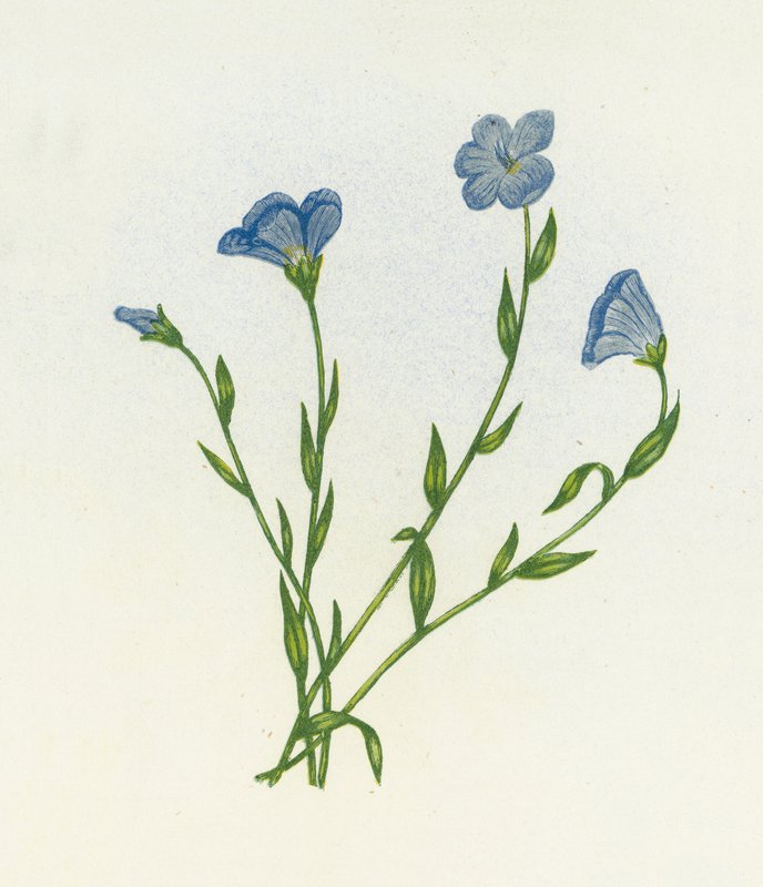 Kapealehtinen vaalea pellava, Linum Angustifolium, Linum angustifolium tekijältä English School