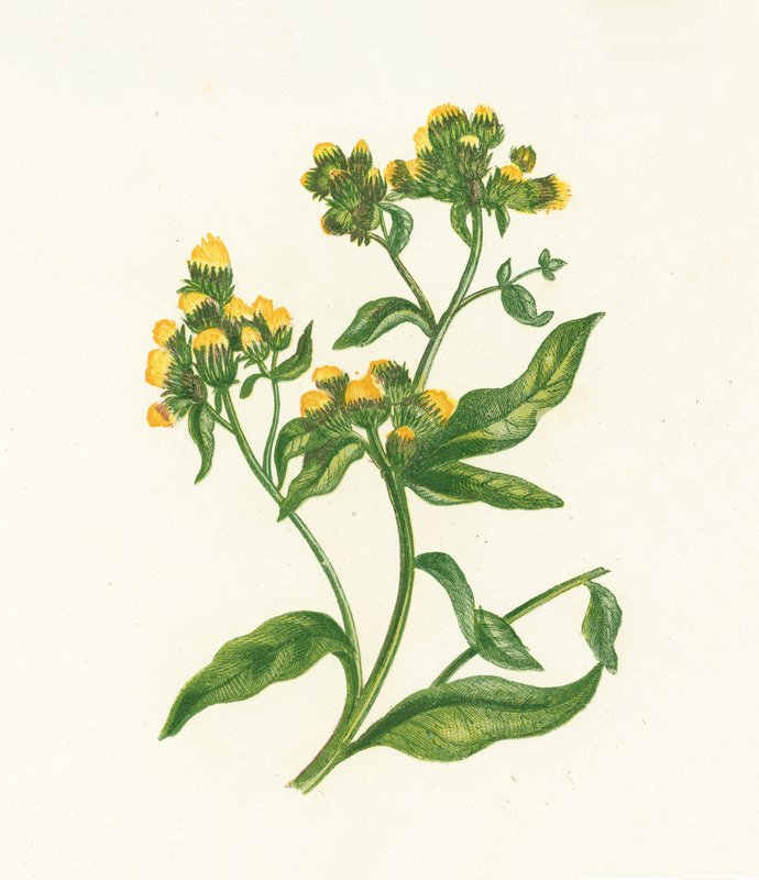 Ploughmans Spikenard, Inula Conyza tekijältä English School