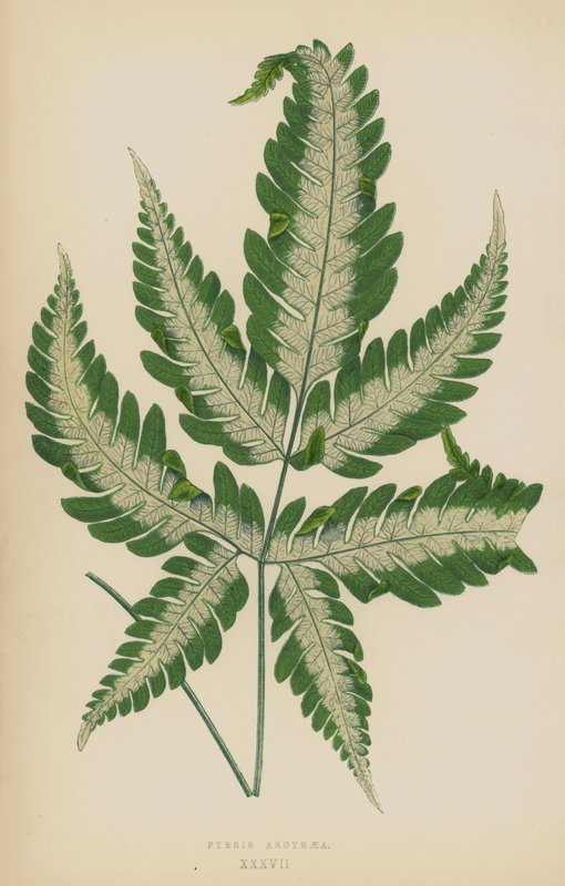 Pteris argyraea tekijältä English School