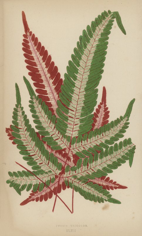 Pteris Tricolor tekijältä English School