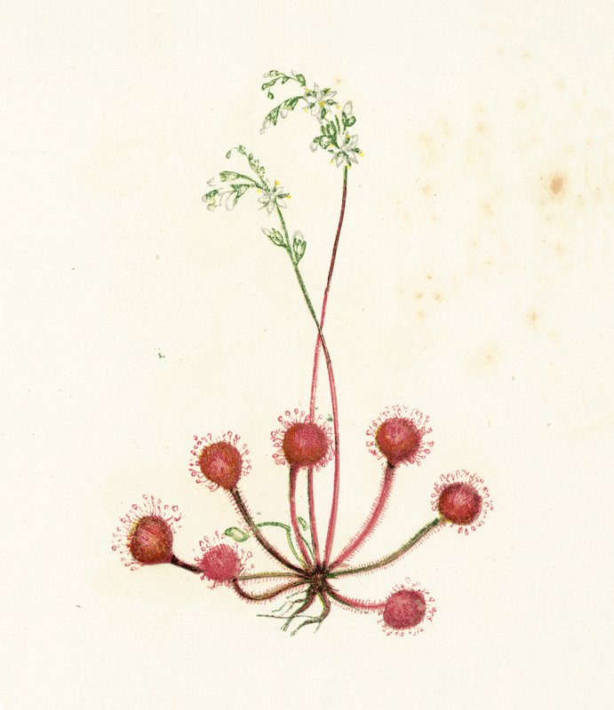 Pyöreälehtinen auringonkukka, Drosera Rotundifolia tekijältä English School