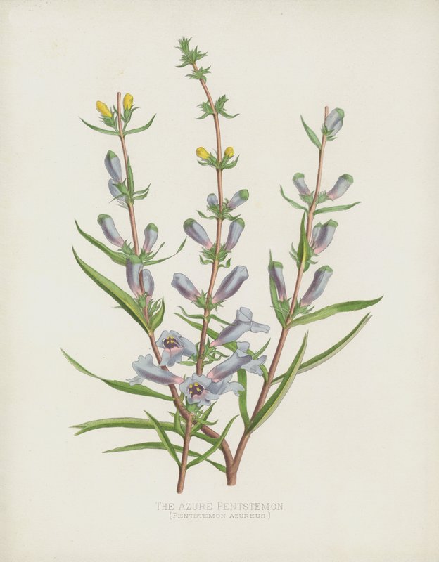 Azure Pentstemon, Pentstemon Azureus tekijältä English School