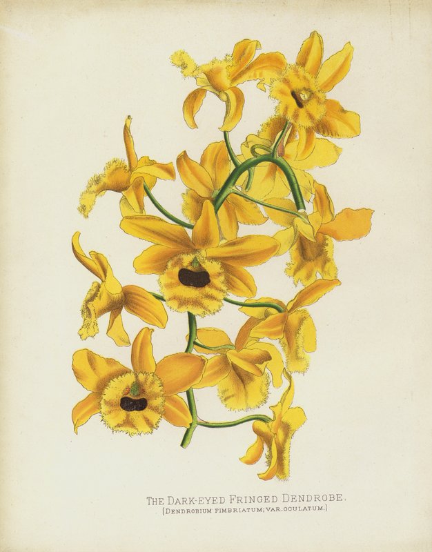 The Dark-Eyed Fringed Dendrobe, Dendrobium Fimbruatum; var Oculatum tekijältä English School