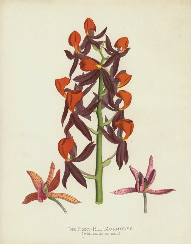 Tulisenpunaiset Mormodes, Mormodes Igneum tekijältä English School