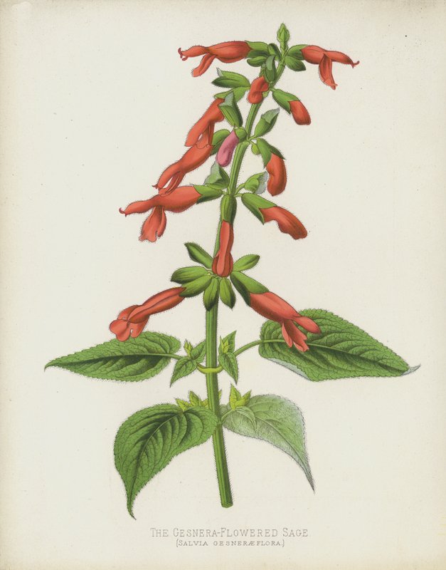 Gesnera-kukkainen salvia, Salvia Gesneraeflora tekijältä English School