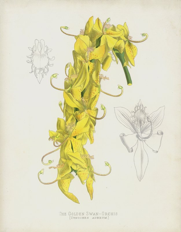 Kultainen joutsen-orchis, Cycnoches Aureum tekijältä English School