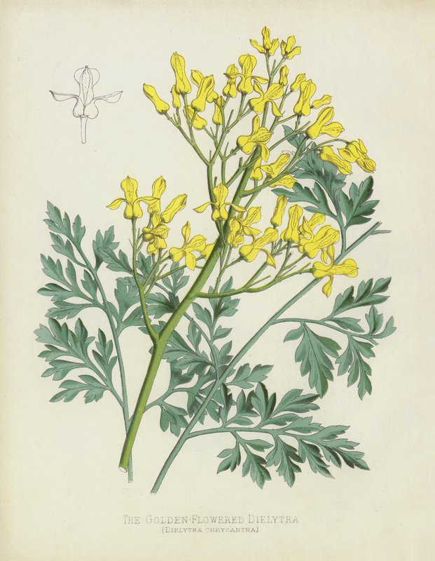 Kultakukkainen Dielytra, Dielytra Chrysantha tekijältä English School