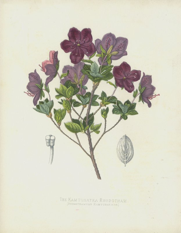 Kamchatka Rhodotham, Rhabdothamnus Kamtschaticus tekijältä English School