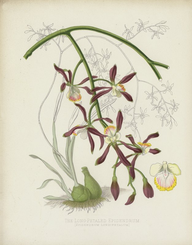 Pitkäteräinen Epidendrum, Epidendrum Longipetalum tekijältä English School