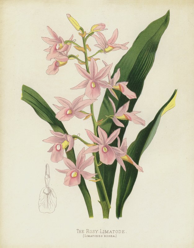 The Rosy Limatode, Limatodes Rosea tekijältä English School