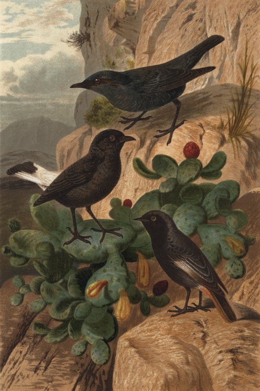 Blue Rock Thrush, Black Wheatear ja Black Redstart tekijältä European School