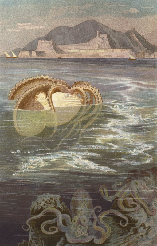 Paperi-Nautilus tekijältä European School