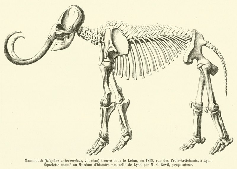 Mammutti (Elephas intermedius, Jourdan) löydetty Lehmistä vuonna 1859, rue des Trois-Artichautsista Lyonista tekijältä French School