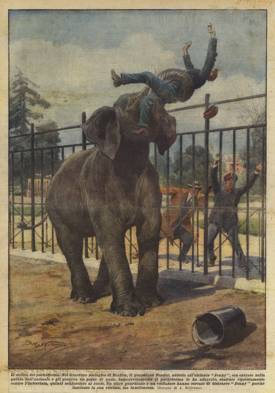 Pachydermin rikos tekijältä Achille Beltrame