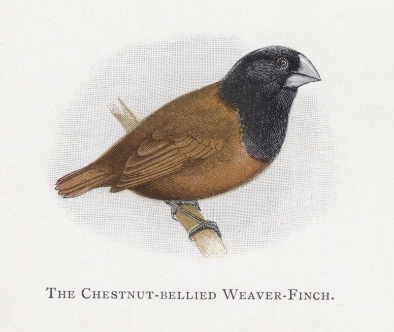 Kastanjavatsainen Weaver-Finch tekijältä Alexander Francis Lydon