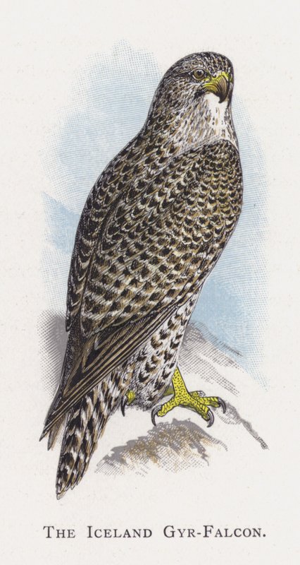 Islannin Gyr-Falcon tekijältä Alexander Francis Lydon
