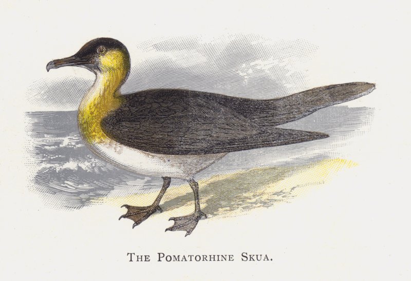 Pomatorhine Skua tekijältä Alexander Francis Lydon
