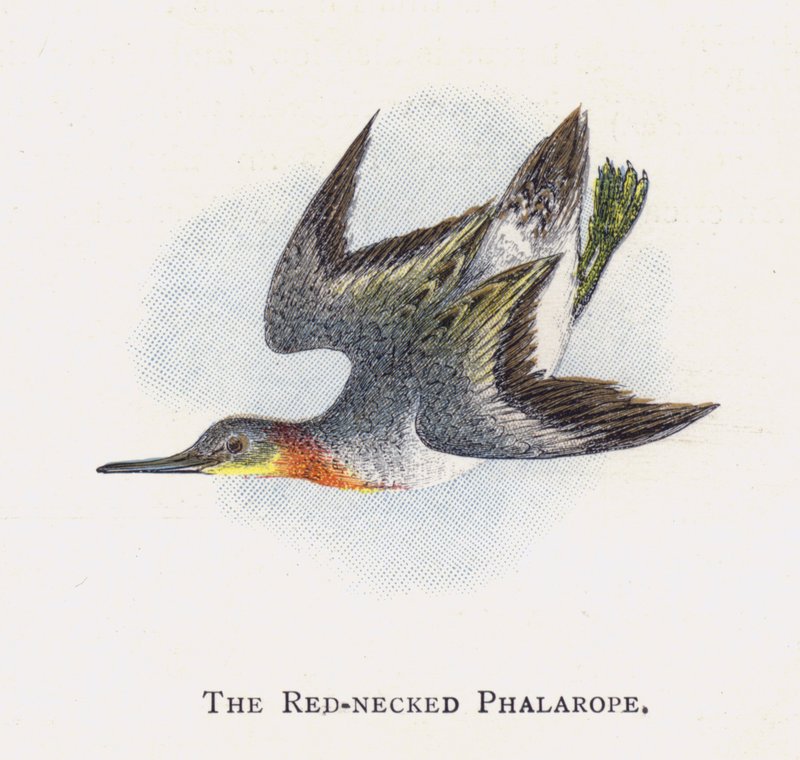 Punakaulainen phalarope tekijältä Alexander Francis Lydon