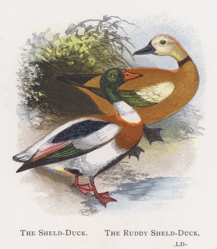 The Shield-Duck, The Ruddy Shelduck tekijältä Alexander Francis Lydon
