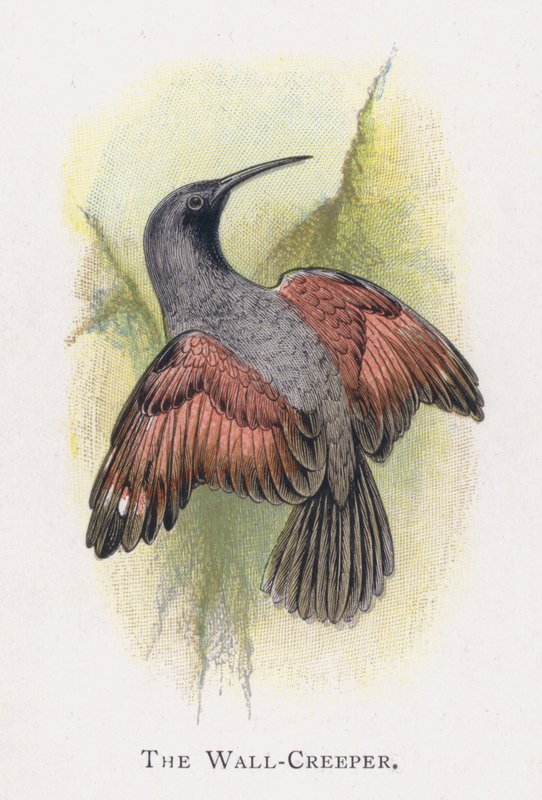 Wall-creeper tekijältä Alexander Francis Lydon