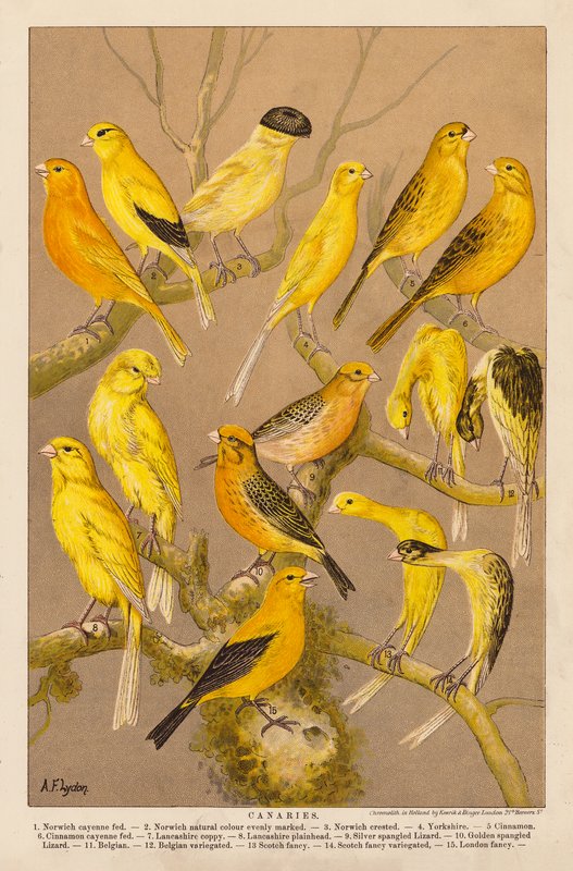 Kanarialinnut (chromolitho) tekijältä Alexander Francis (after) Lydon