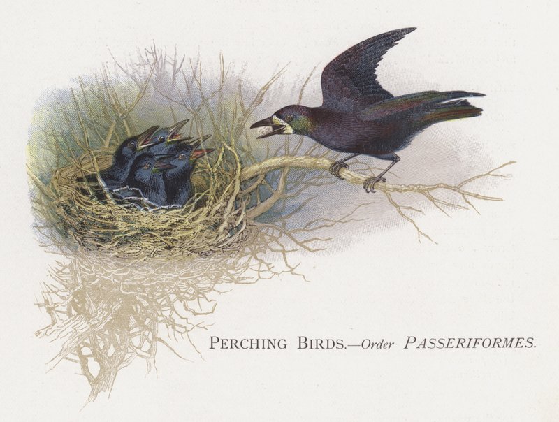 Istuvia lintuja, tilaa Passeriformes tekijältä Alexander Francis Lydon