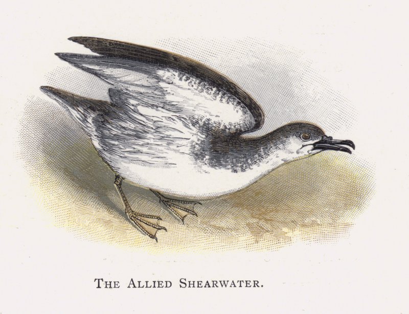 Allied Shearwater tekijältä Alexander Francis Lydon