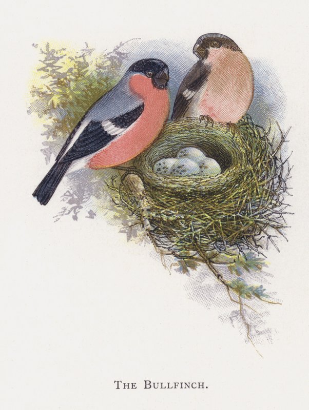 Bullfinch tekijältä Alexander Francis Lydon