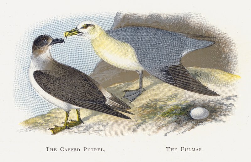 The Cappped Petrel, The Fulmar tekijältä Alexander Francis Lydon