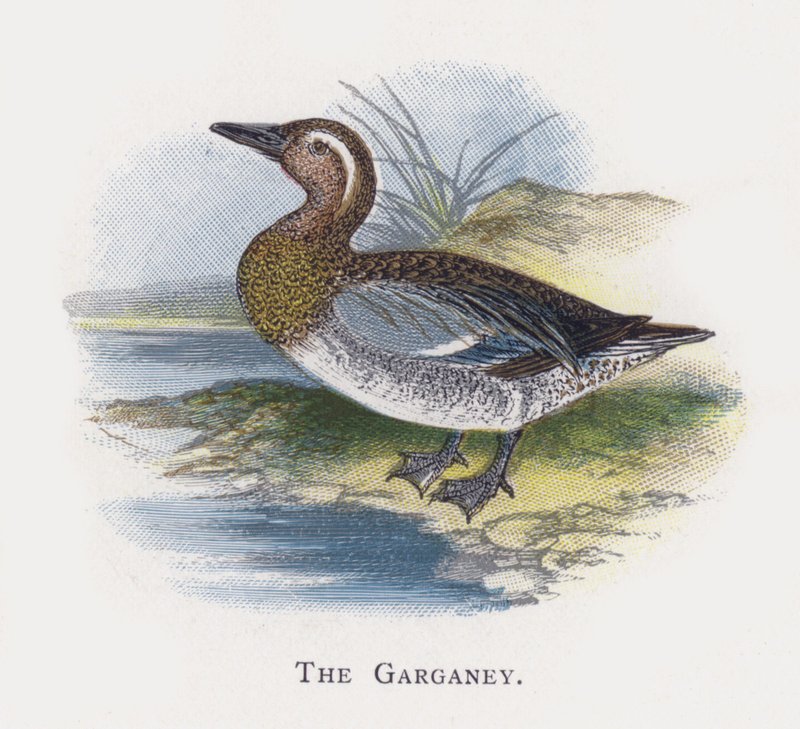 Garganey tekijältä Alexander Francis Lydon