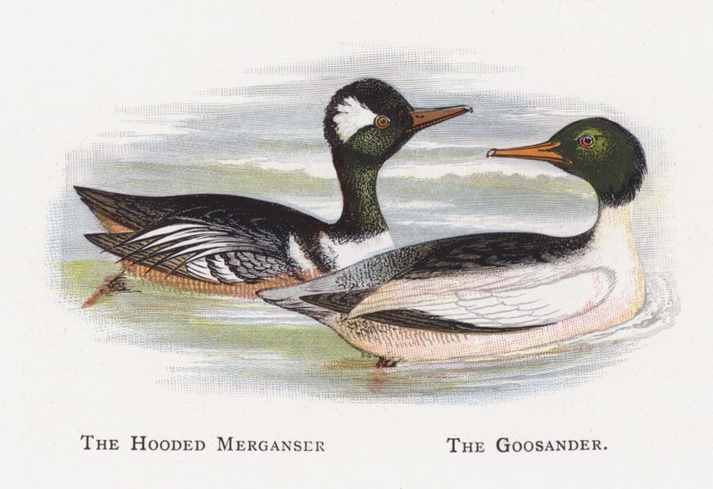 Hooded Merganser, The Goosander tekijältä Alexander Francis Lydon