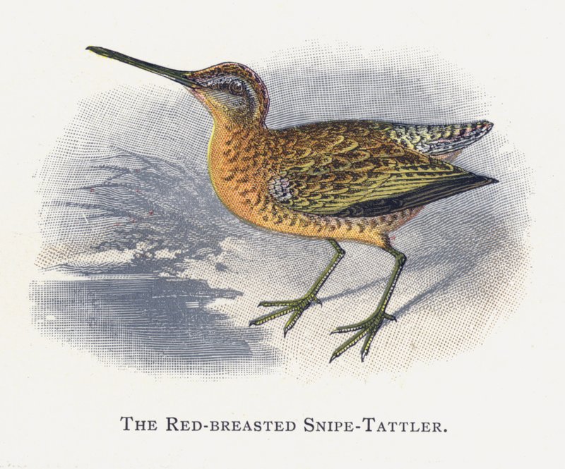 Punarintainen Snipe-Tattler tekijältä Alexander Francis Lydon