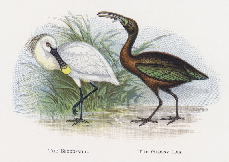 The Spoon-bill, The Glossy Ibis tekijältä Alexander Francis Lydon