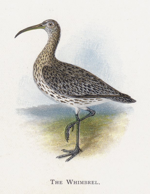 Whimbrel tekijältä Alexander Francis Lydon