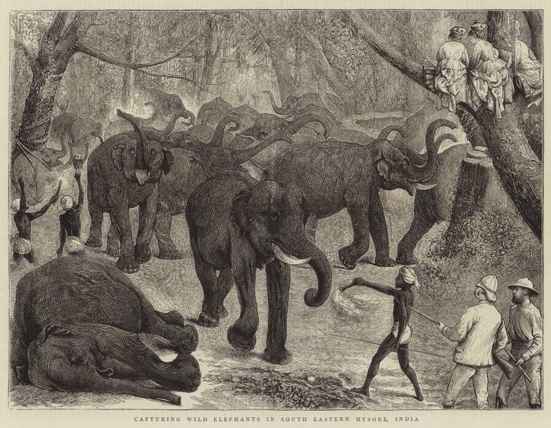 Villien norsujen vangitseminen Kaakkois-Mysoressa Intiassa tekijältä Alfred Chantrey Corbould