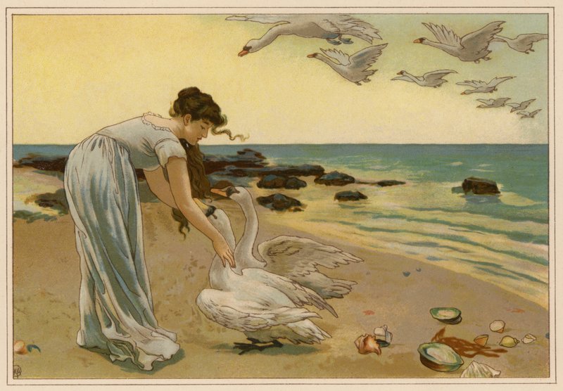 Valkoiset joutsenet (chromolitho) tekijältä Alice Havers