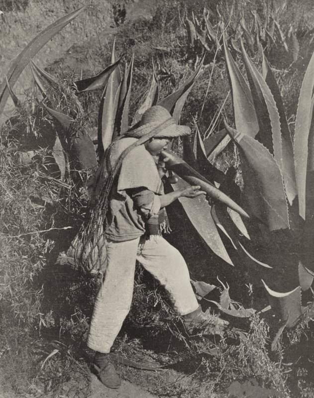 Meksikolainen Pulque Gatherer (m/w kuva) tekijältä American Photographer (after)