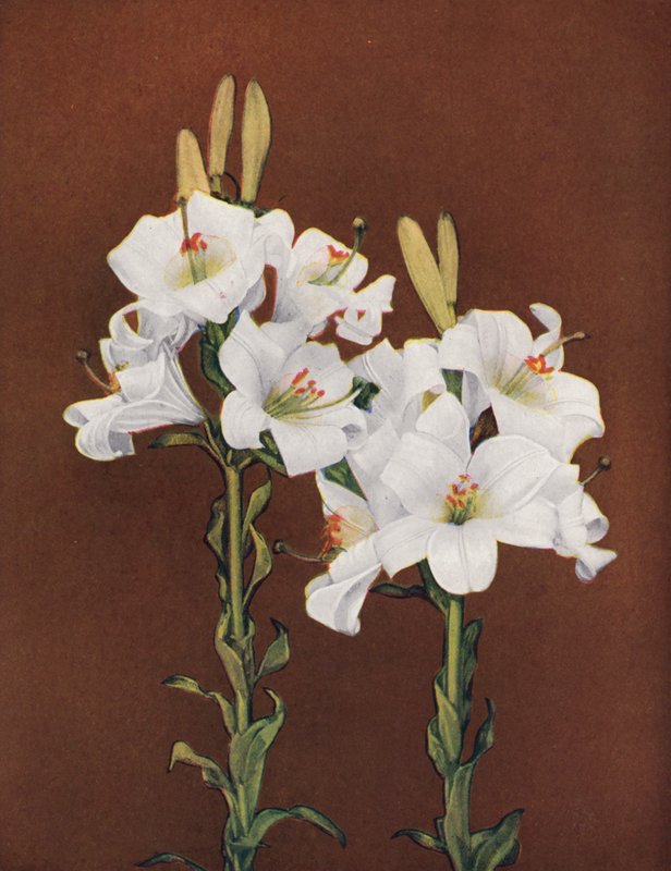 Liljat: Lilium Candidum (värikuva) tekijältä American Photographer