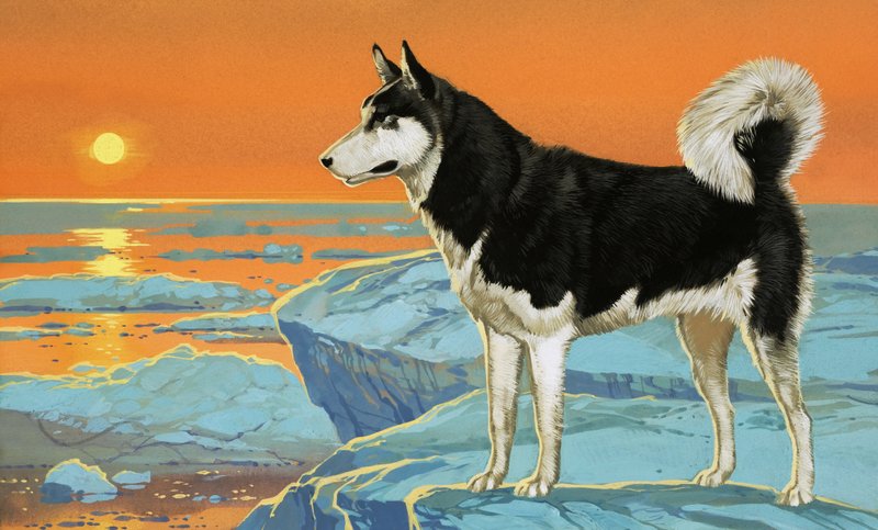 Husky-koira tekijältä Angus McBride